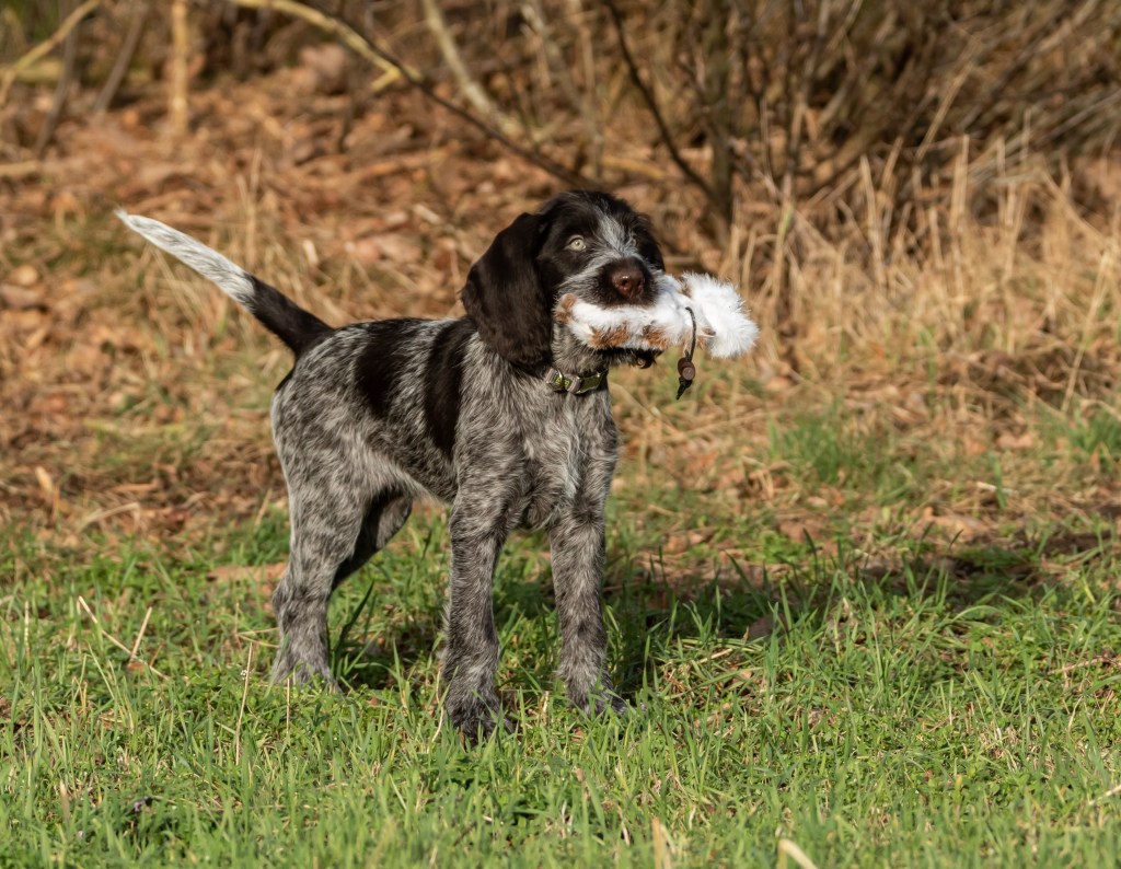 Vrilkhovens Cartouche